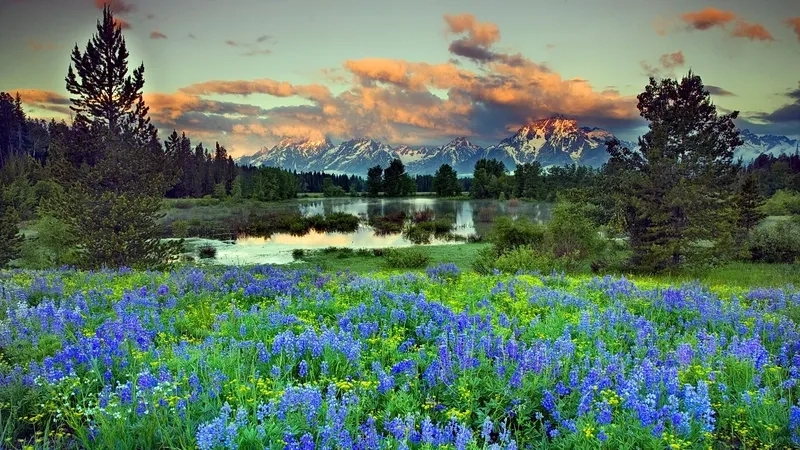 Hình nền cảnh mùa xuân nền xuân sinh động quyến rũ cuốn hút